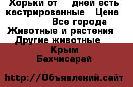   Хорьки от 35 дней есть кастрированные › Цена ­ 2 000 - Все города Животные и растения » Другие животные   . Крым,Бахчисарай